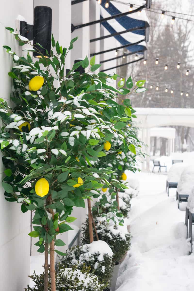 Green lemon tree in winter in nature, green tree covered with snow