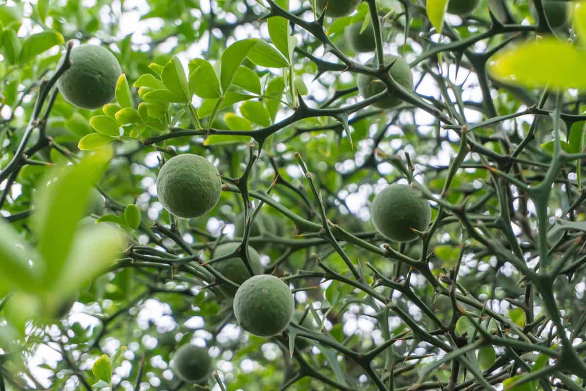 Green unripe fruit on a dense Poncirus Trifoliata or hardy orange