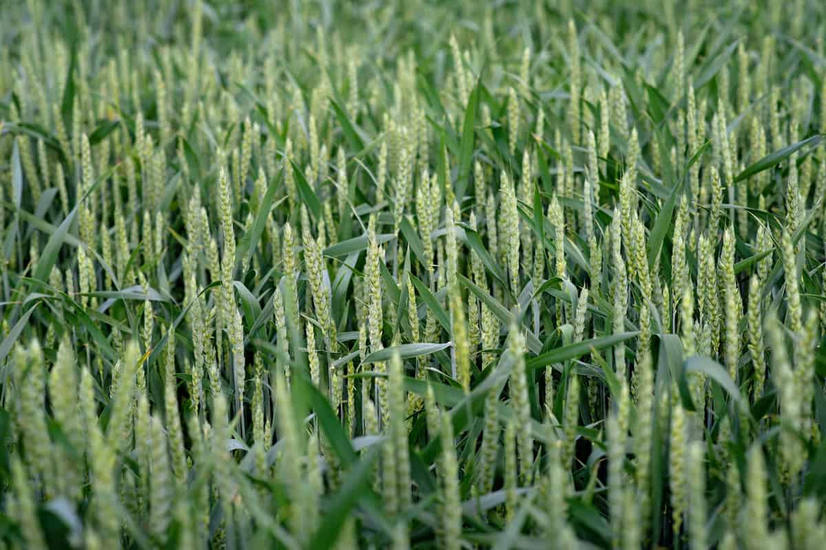 Green wheat field with spikelets in the foreground, organic cereal cultivation.