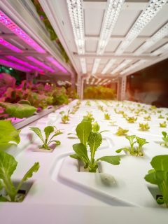 Greenhouse vegetables Plant row Grow with Led Light Indoor Farm Technology - Can I Put A Grow Light Bulb In A Regular Lamp