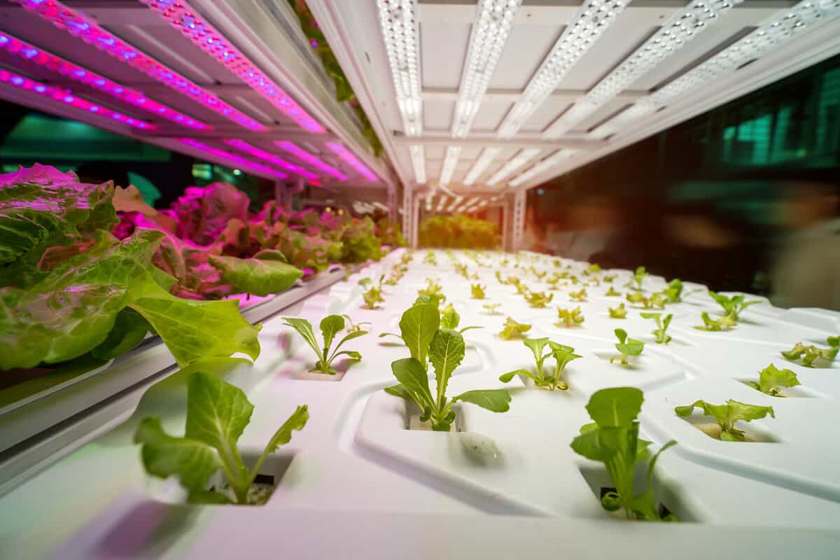 Greenhouse vegetables Plant row Grow with Led Light Indoor Farm Technology