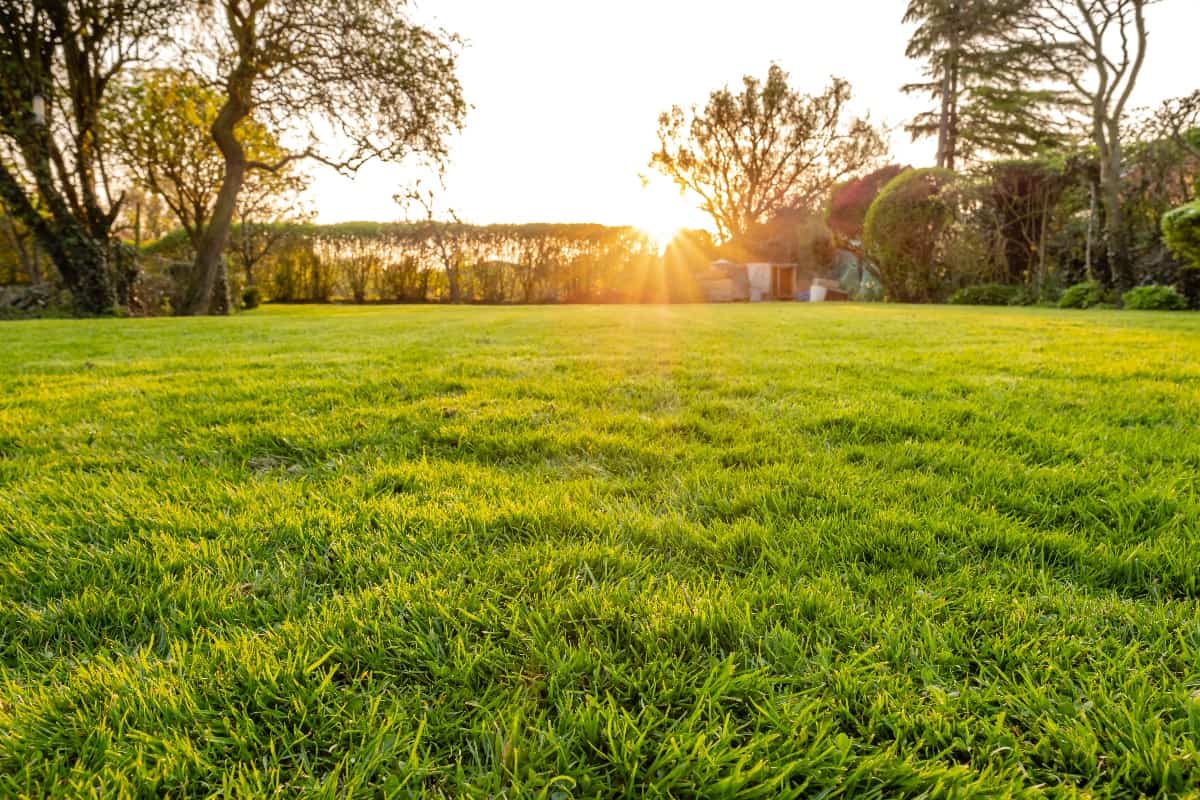 Ground level view of a well maintained and recently cut lawn seen within a large garden just before sunset - What Are The Signs Of An Unhealthy Lawn