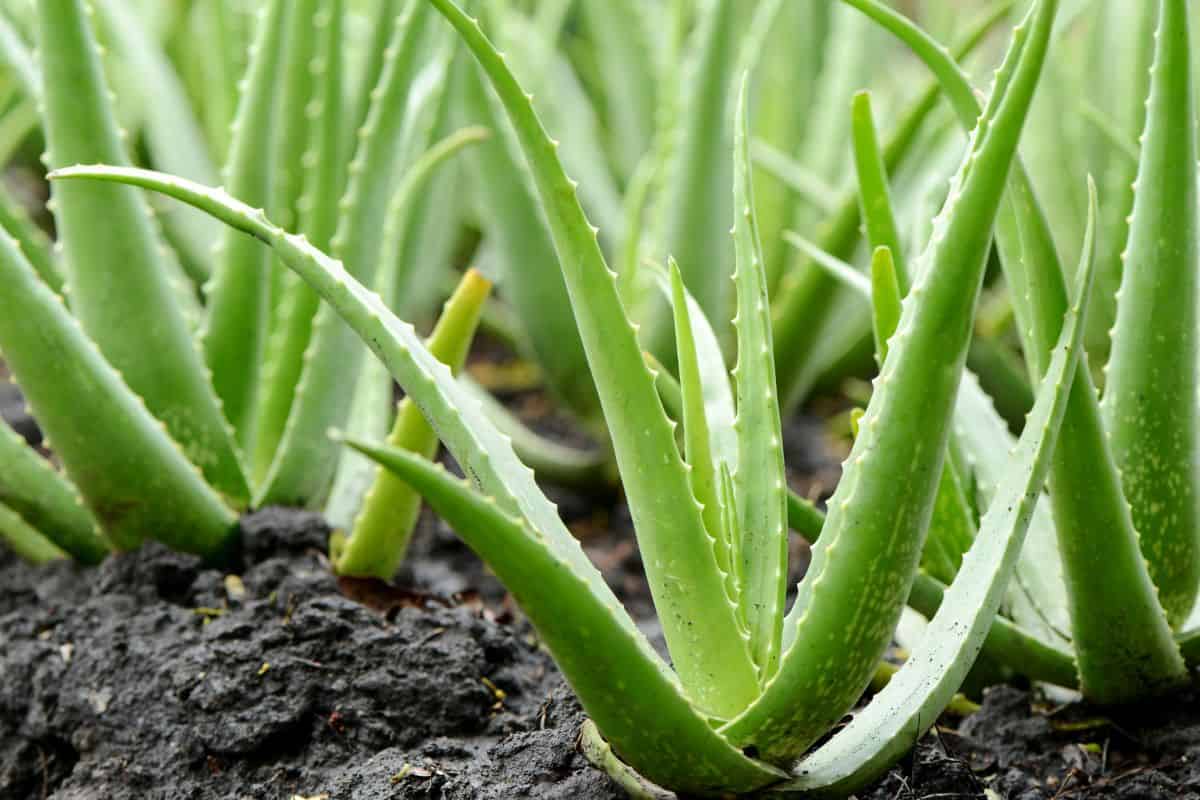 Group of Aloe Vera Plant growth in farmMore Aloe Vera image: