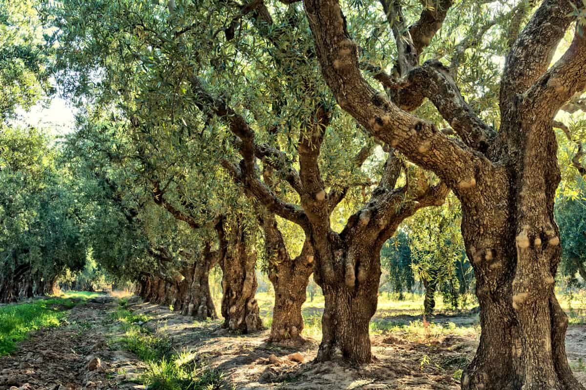 Grove of ancient olive trees, Mediterranean fields