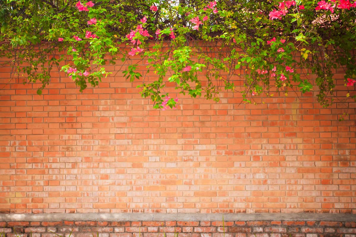 Grunge wall brick and pink hanging flower and plants