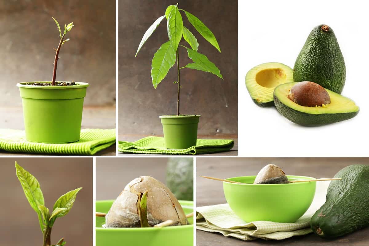 Guidelines To Grow Avocado Trees - collage how to grow avocados at home