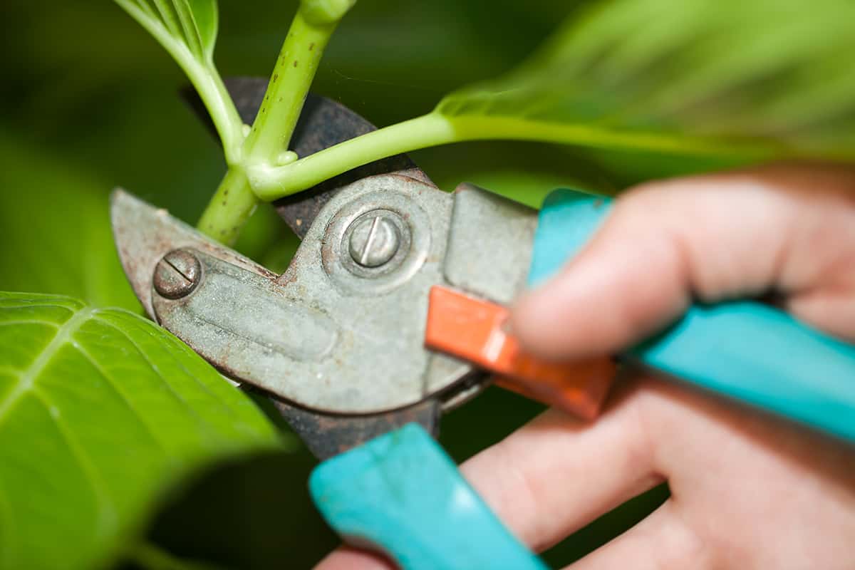 Hand holding gardening scissors