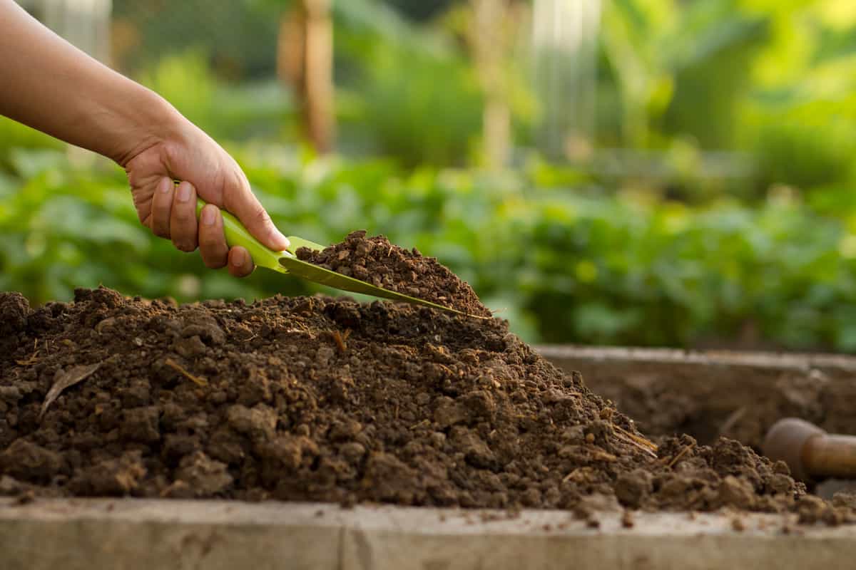 Hand of gardener using garden trowel taking a good soil at vegetable nursery farm.