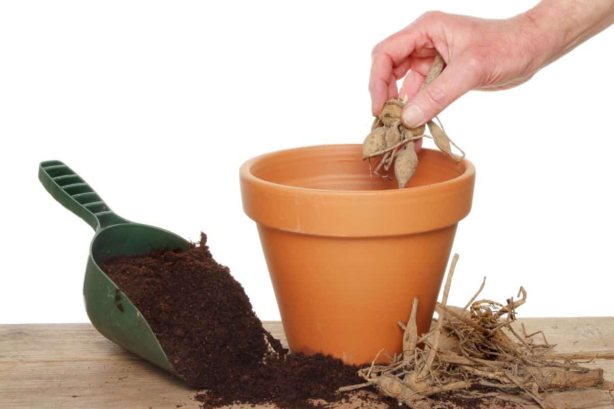 Hand planting a dahlia tuber into a terracotta pot on a potting bench