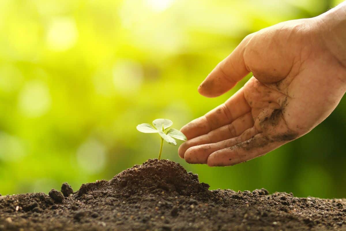 Hand touching leaf of sprout grow on soil metaphor environment, gardening, plant care