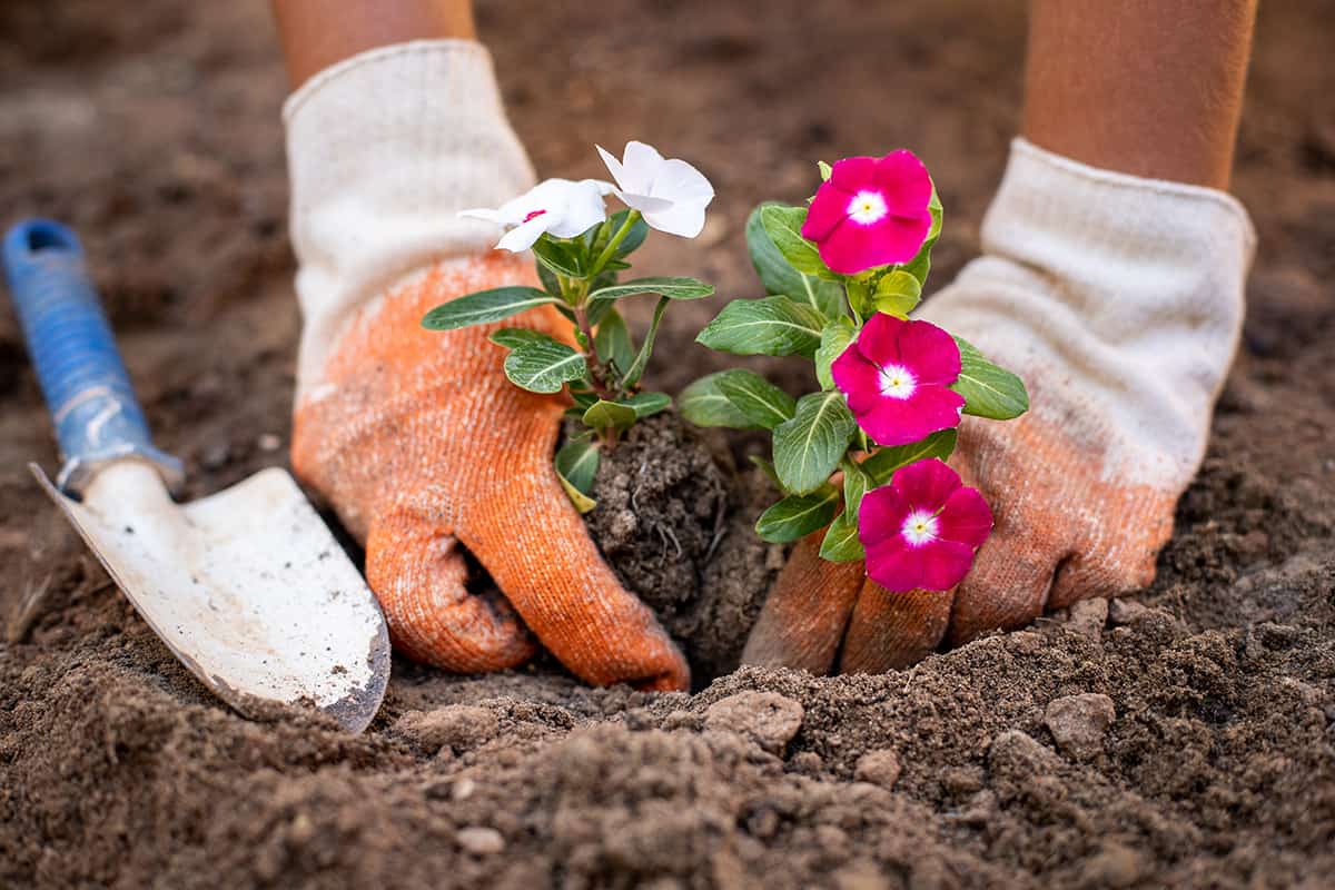 Hands of an elder man planting flowers