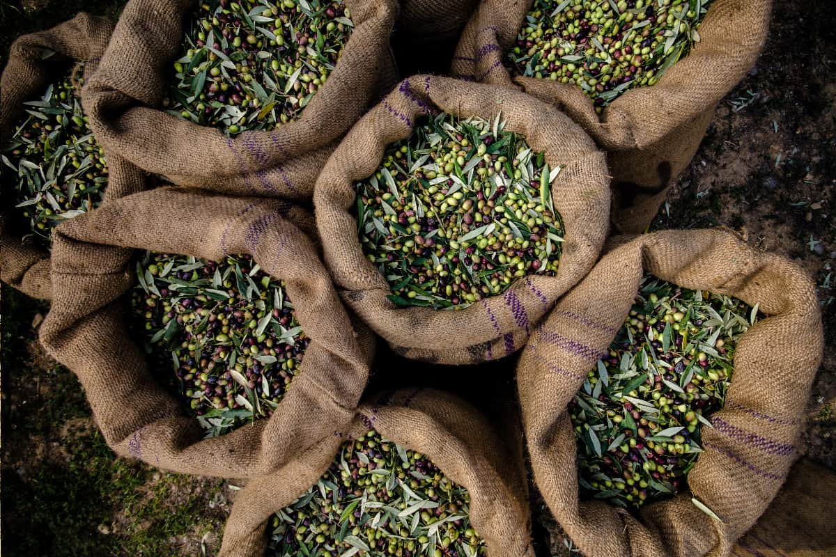 Harvested fresh olives in sacks