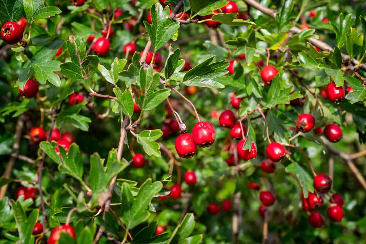 Hawthorn berries photographed in the garden