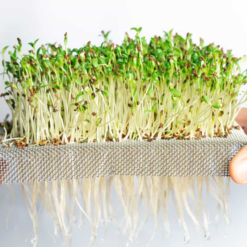 Healthy microgreens planted on a screen