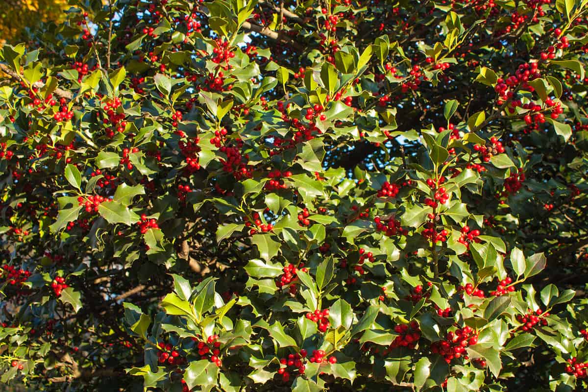 Holly leaves with red berries on a sunny day