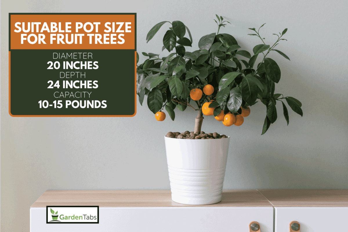 Home citrus tree, bonsai tree. Home decor and indoor gardening. What Size Pots For Fruit Trees