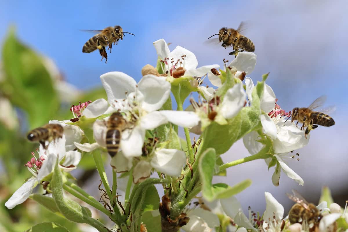 Honey bees pollinating white blossoms of a pear tree