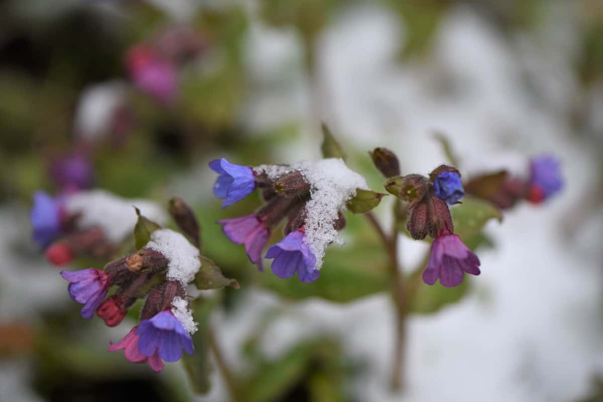 Hosta flowers covered in snow