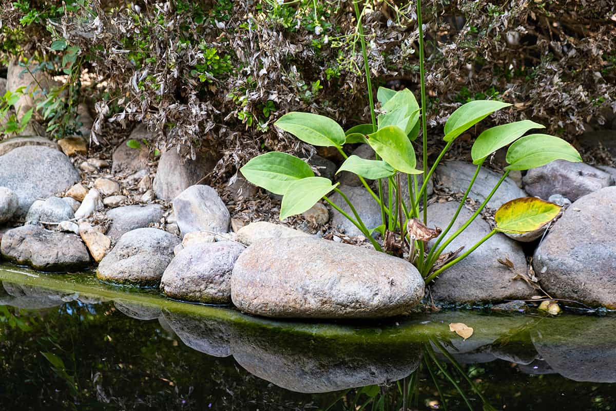 Hosta plant grows in stones laid out by the pond and which are reflected in the water