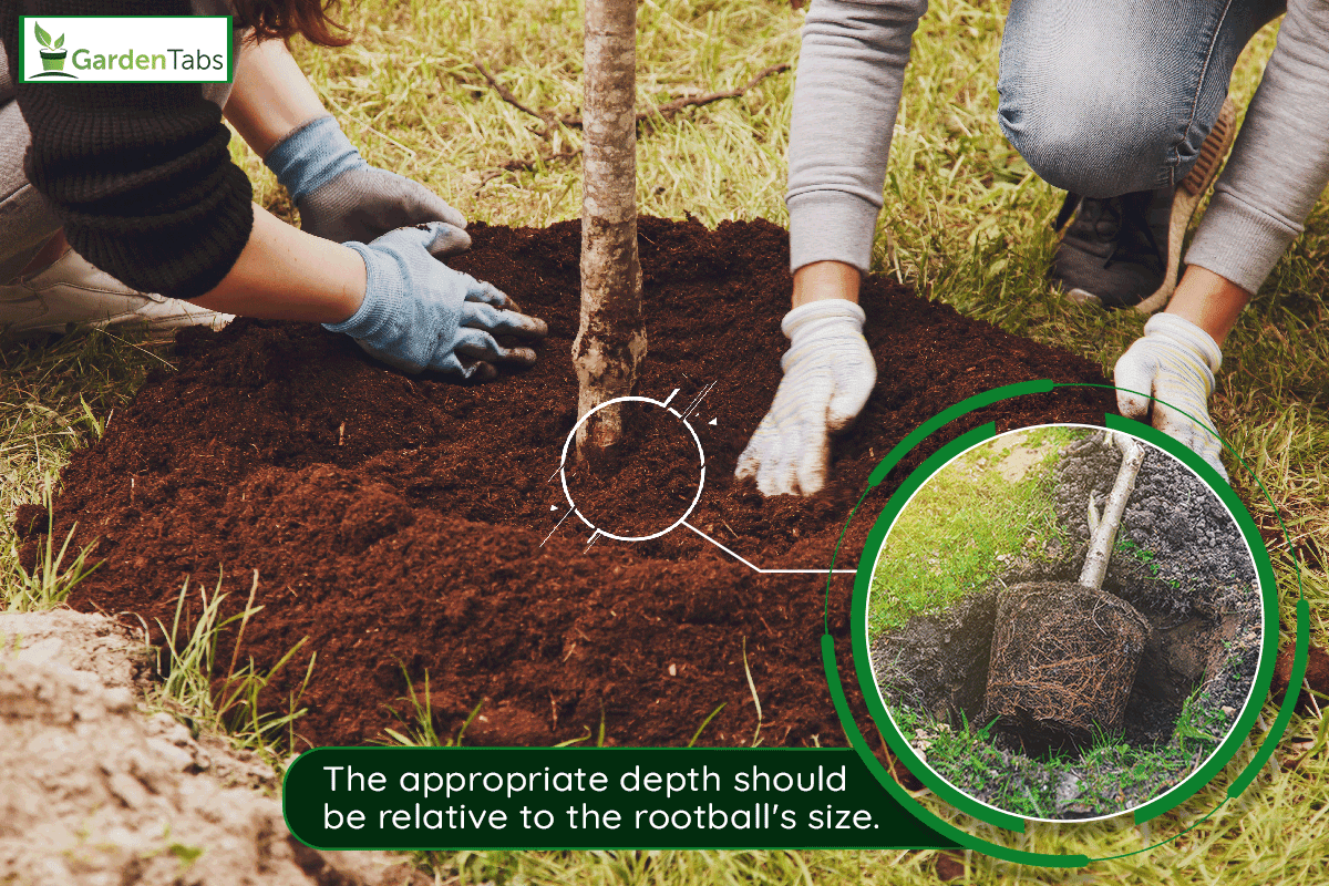 Couple is currently planting tree saplings in the ground, How Deep Should A Fruit Tree Be Planted?