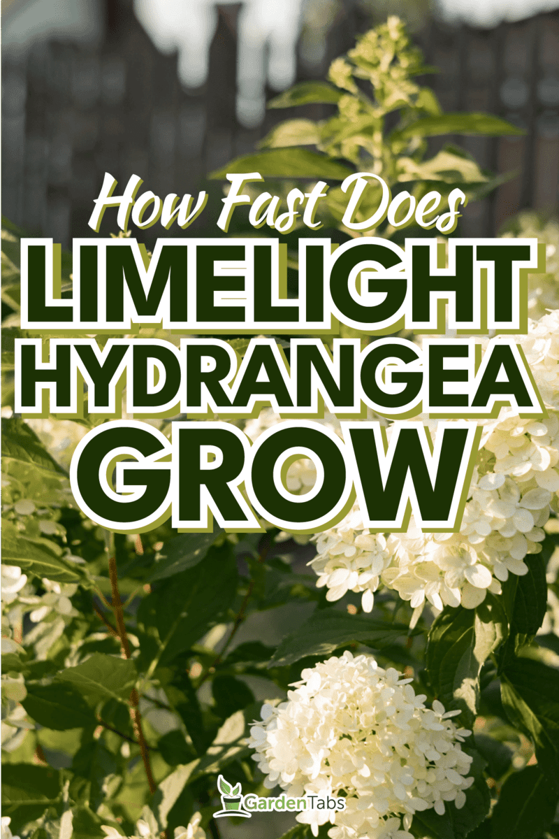 Bush of blossoming cultivar Hydrangea paniculata Limelight, How Fast Does Limelight Hydrangea Grow?