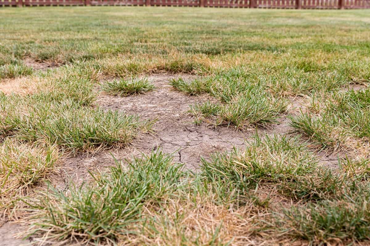 How Long Before the Grass Regrows Dead grass, bare spots, and cracks in soil of lawn due to no rain causing drought conditions