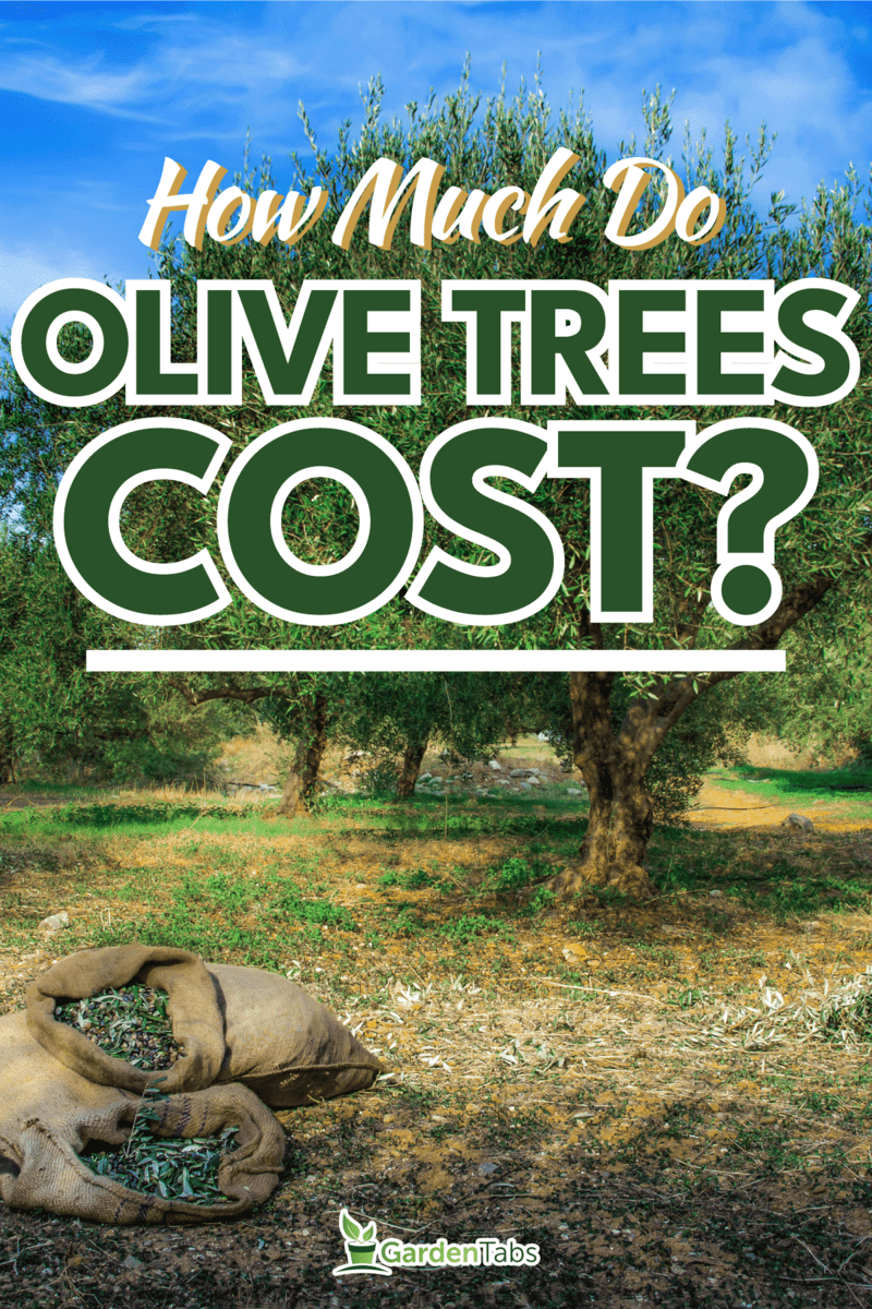 Harvested fresh olives in sacks in a field in Crete, Greece for olive oil production, How Much Do Olive Trees Cost?