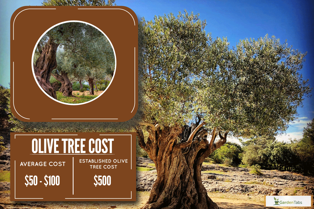 Old large olive tree growing in nature with bright blue sky, How Much Do Olive Trees Cost?