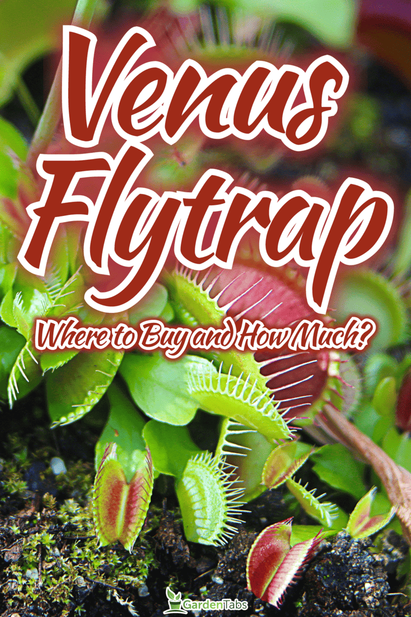 How Much Does Venus Flytrap Cost And Where Can I Buy One?