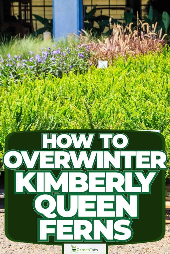 A plantation of Kimberly Ferns, How To Overwinter Kimberly Queen Ferns