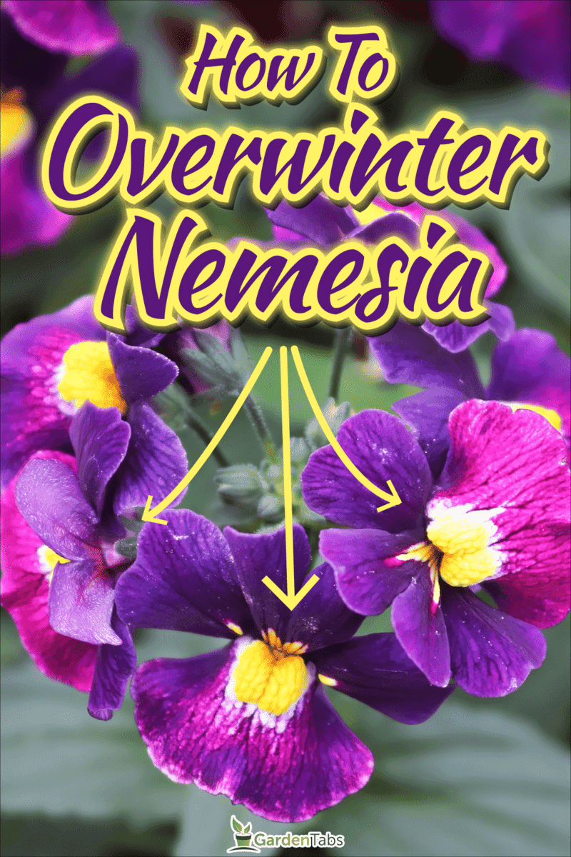 Purple nemesia put in a pot, How to Overwinter Nemesia