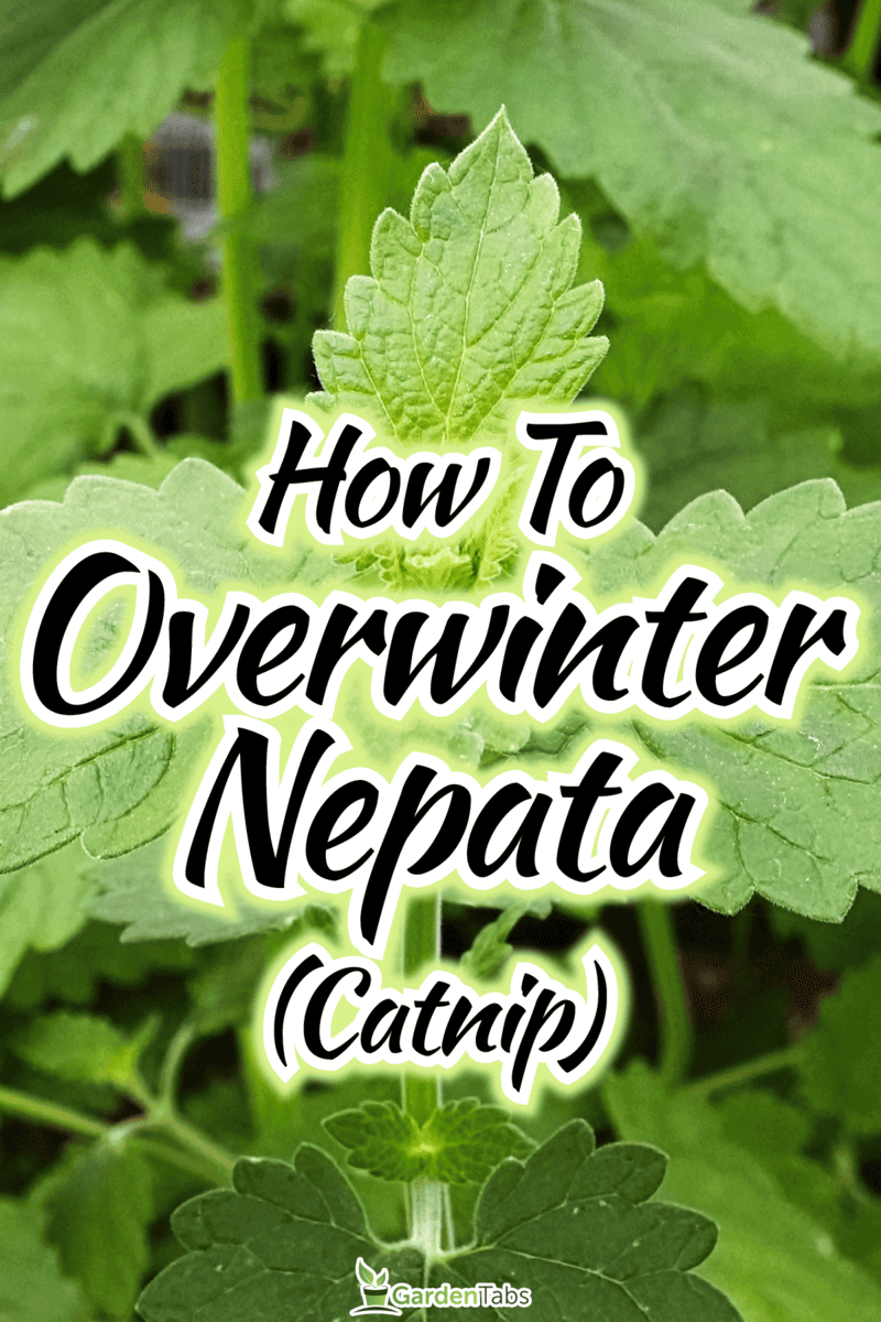How To Overwinter Nepeta (Catnip)