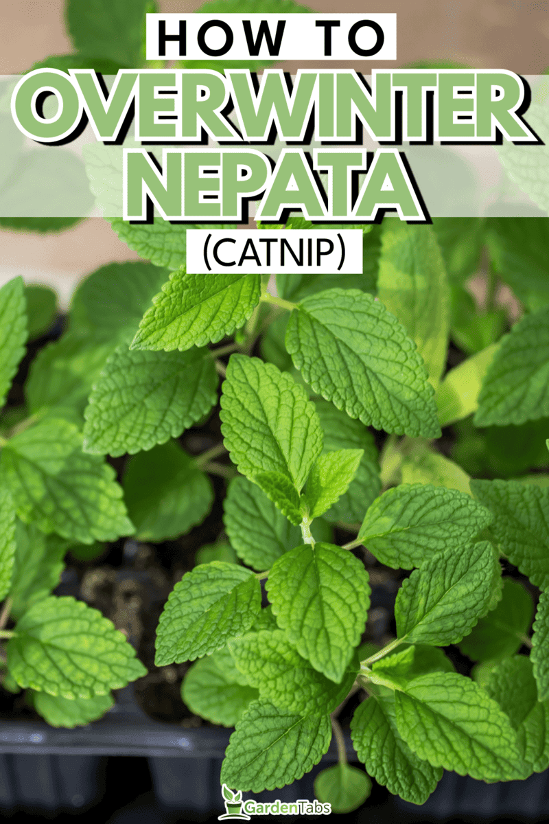 Nepeta cataria, Catnip seedling. Catmint, How To Overwinter Nepeta (Catnip)