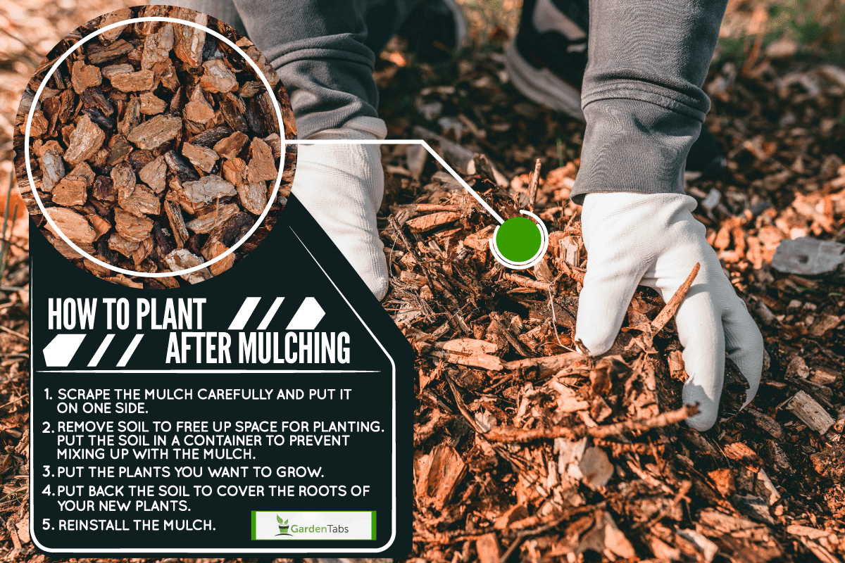 wood chips mulching composting, Hands in gardening gloves of person hold ground wood chips for mulching the beds, How To Plant After Mulching
