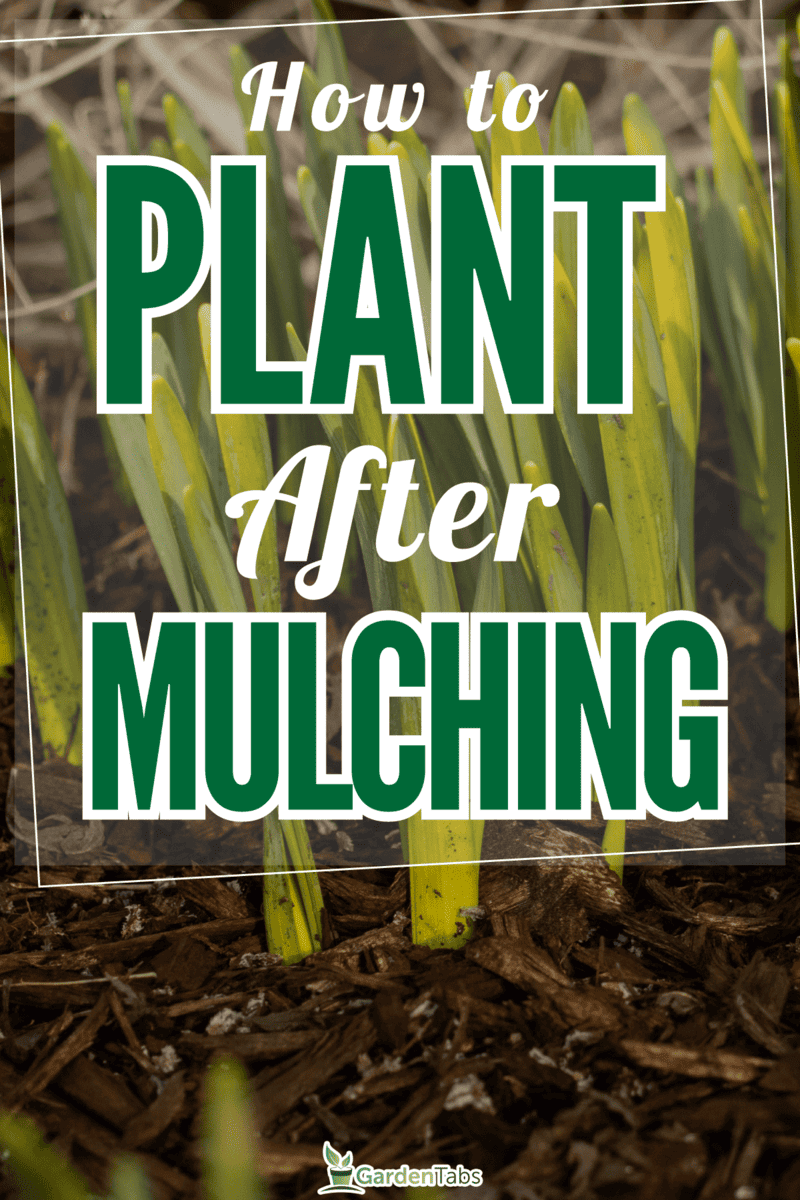 How To Plant After Mulching