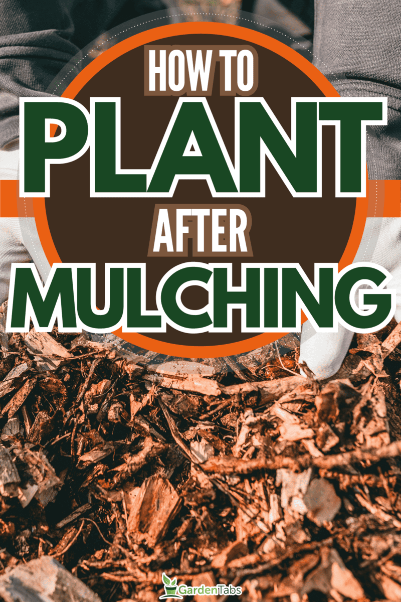 How To Plant After Mulching
