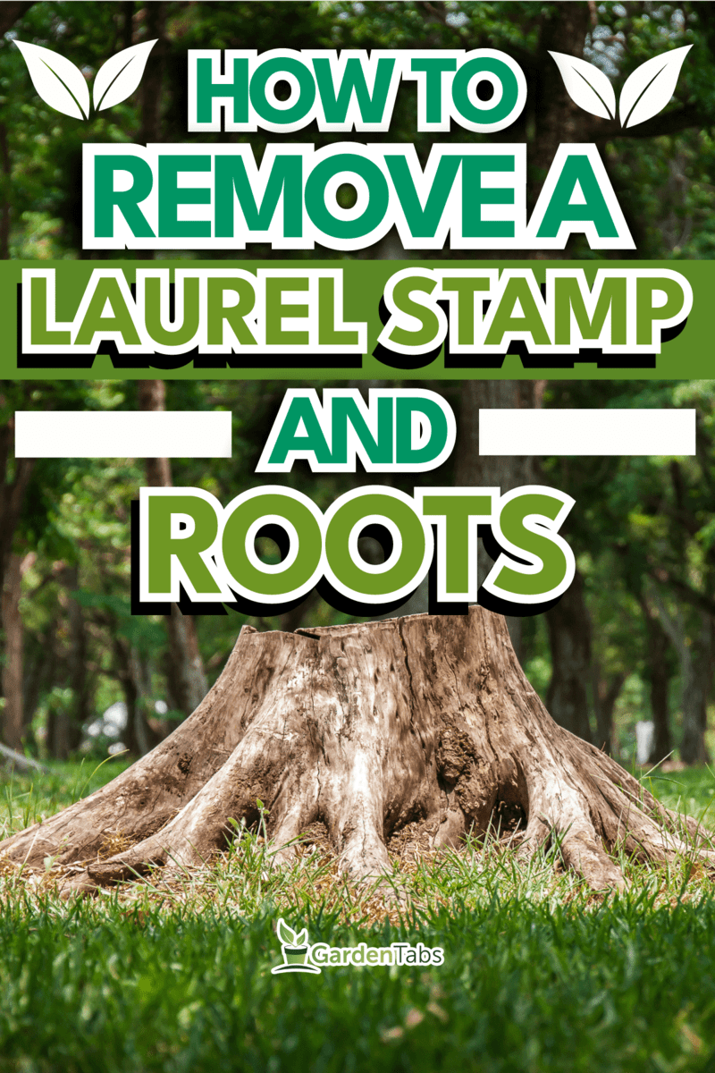 tree stump in the forest, How To Remove A Laurel Stump And Roots