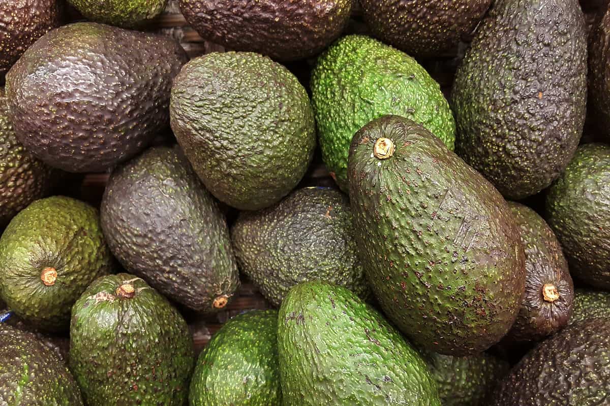How To Store Your Avocados - Avocado also refers to the Avocado tree's fruit, which is botanically a large berry containing a single seed.