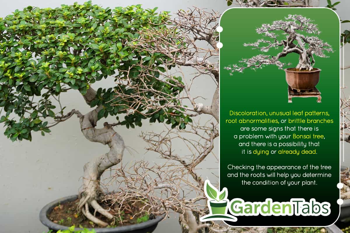 A dry bonsai in the garden, How To Tell If A Bonsai Tree Is Dead