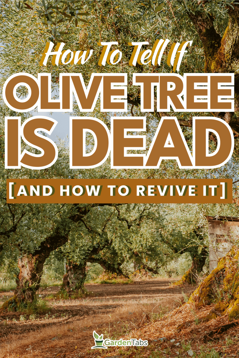 Olive Grove on the island of Greece plantation of olive trees, How To Tell If Olive Tree Is Dead [And How To Revive It]
