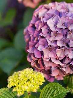 A large purple Hydrangea flower, When To Cut Back Hydrangeas [And How To Do That]