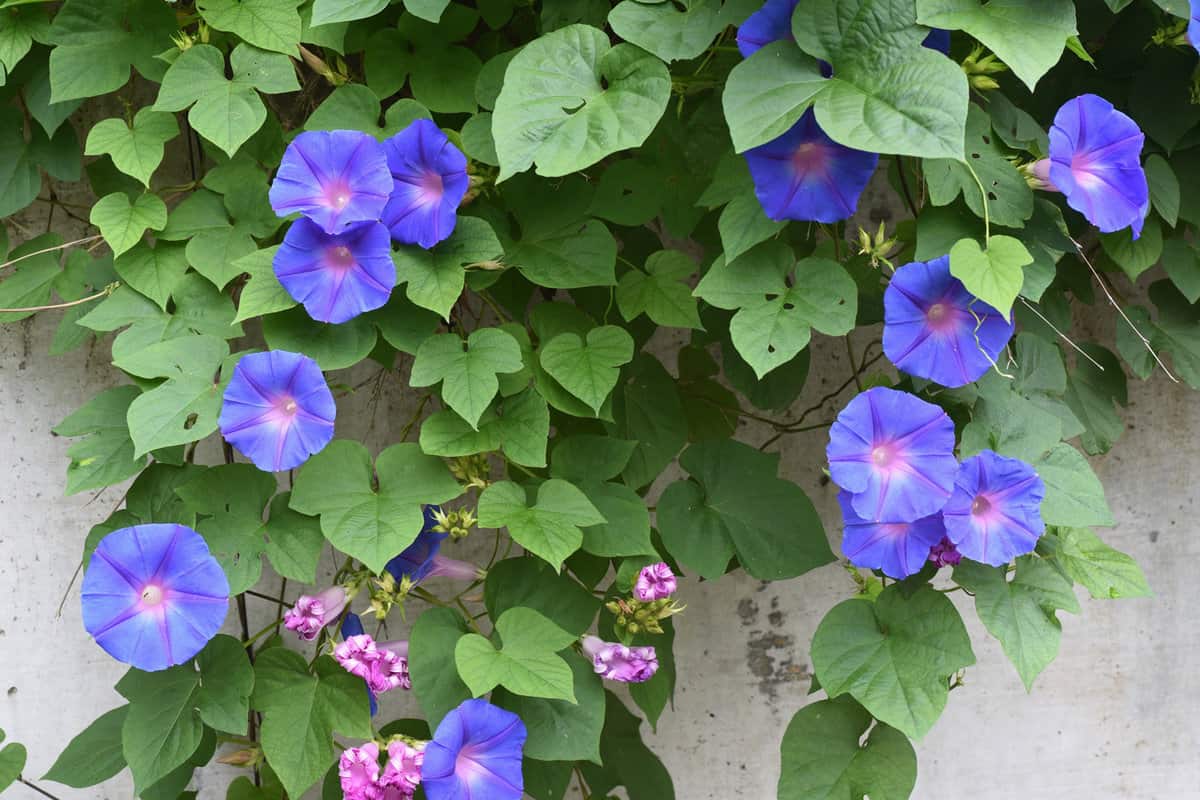 Ipomoea indica is a species of flowering plant in the family Convolvulaceae, known by several common names, including Blue morning glory, Oceanblue morning glory, Koali awa, and Blue dawn flower.