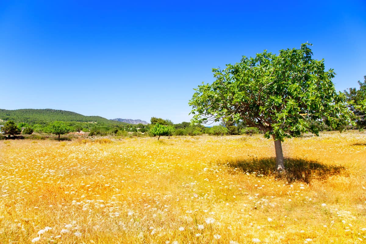 Ibiza agriculture with fig tree and wheat — Photo