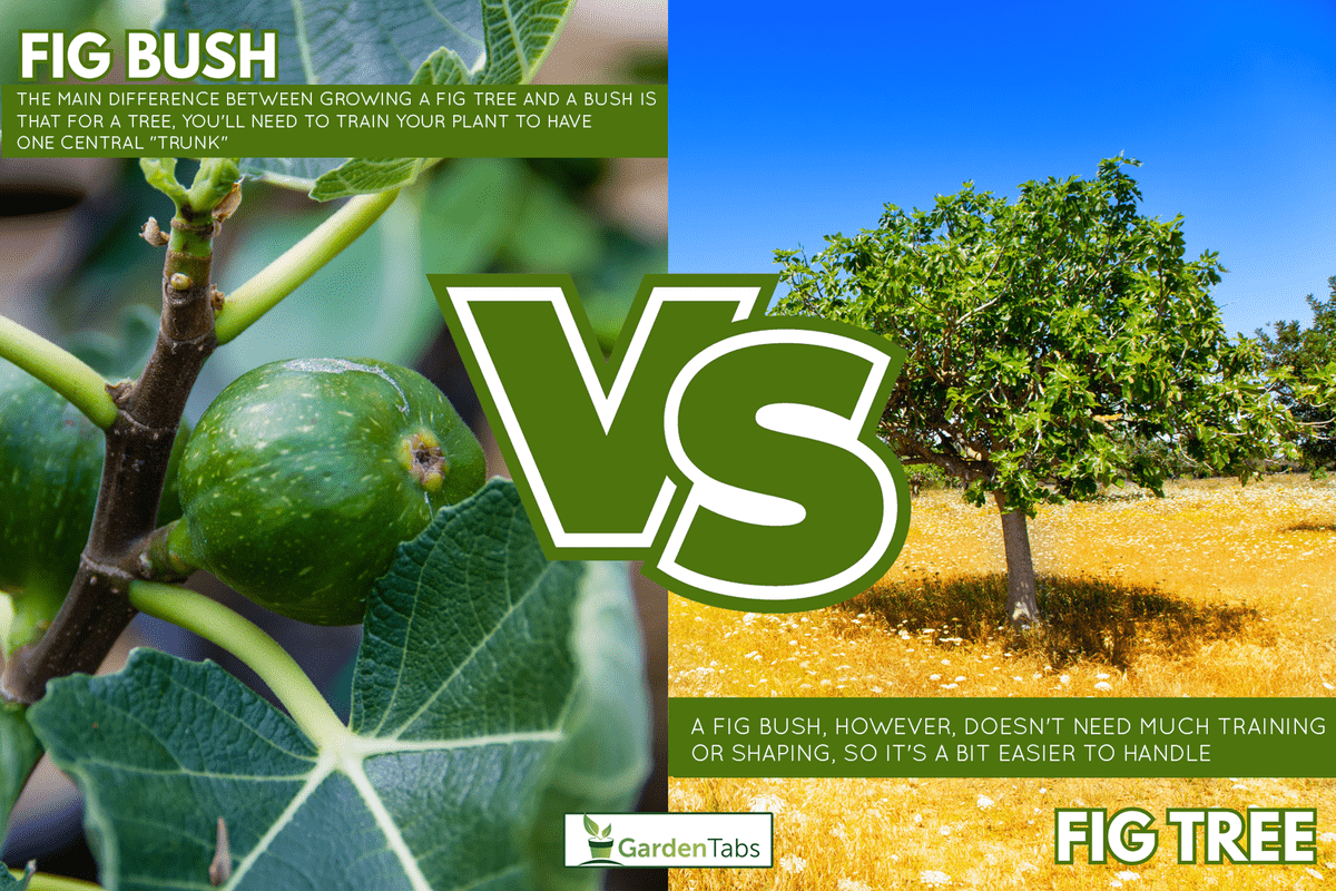 Ibiza agriculture with fig tree and wheat - Fig Bush Vs Fig Tree: How To Grow Your Fig