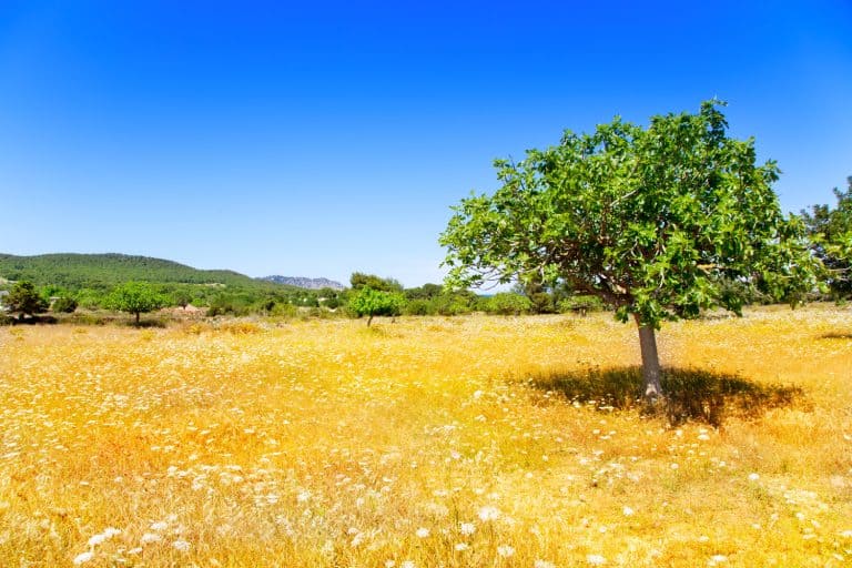 Ibiza agriculture with fig tree and wheat - Fig Bush Vs Fig Tree: How To Grow Your Fig