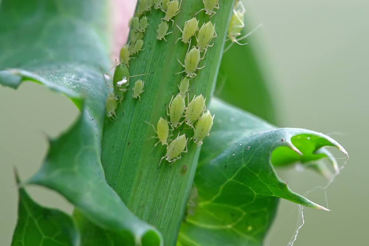 Iinsects named aphid on the green plant