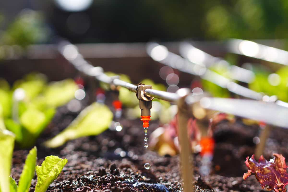 Iirrigation system in raised garden bed