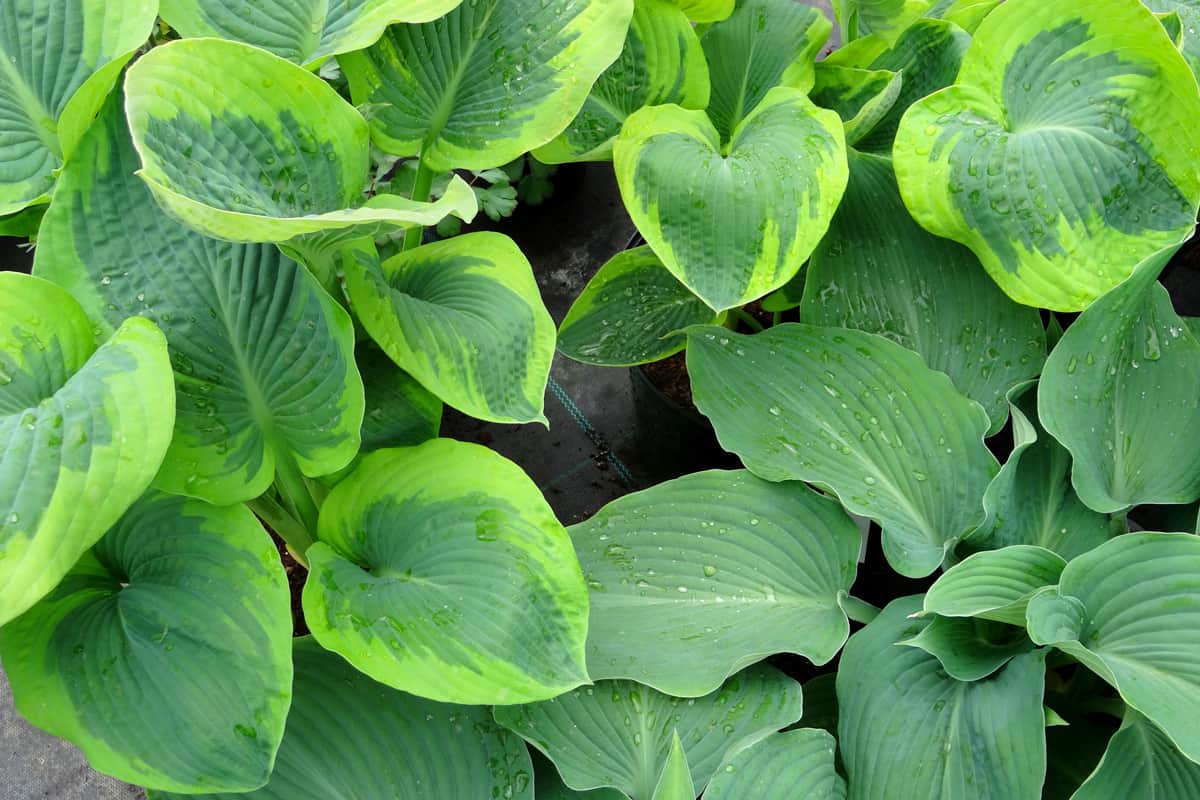 Image of different hosta leaves, silver, green and yellow variegation
