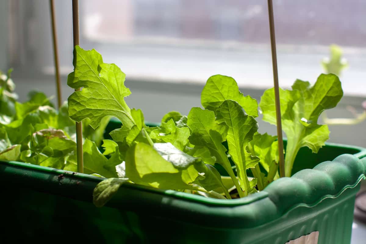 Indoor planted lettuce near the window