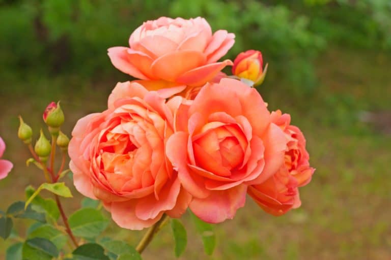 Inflorescence of an English roses " Lady of Shalott " in garden close-up. The orange roses of nursery David Austin Roses, England. - 25 Best Climbing Roses for Zone 5